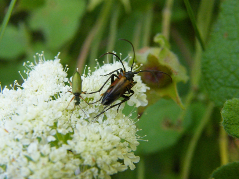 Stenurella melanura toscane